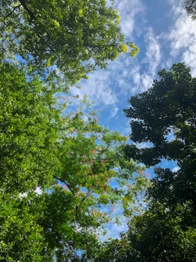 Vibrant Manacá da Serra flower blooming amidst lush Atlantic Forest trails.