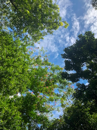 Vibrant Manacá da Serra flower blooming amidst lush Atlantic Forest trails.