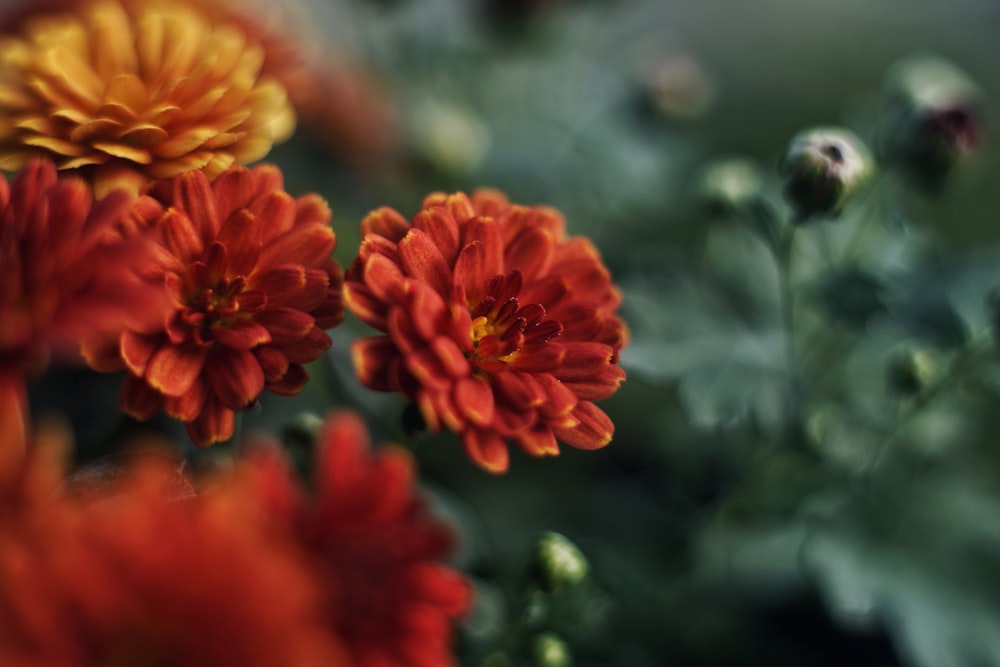 a close up of a bunch of flowers