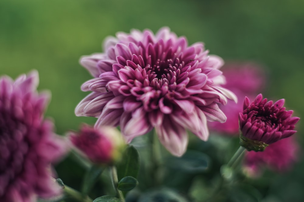 a close up of a bunch of purple flowers