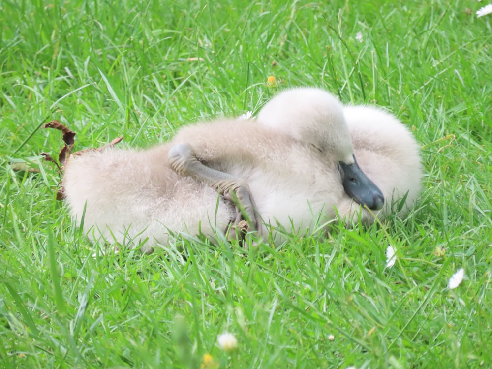 a baby swan is laying in the grass