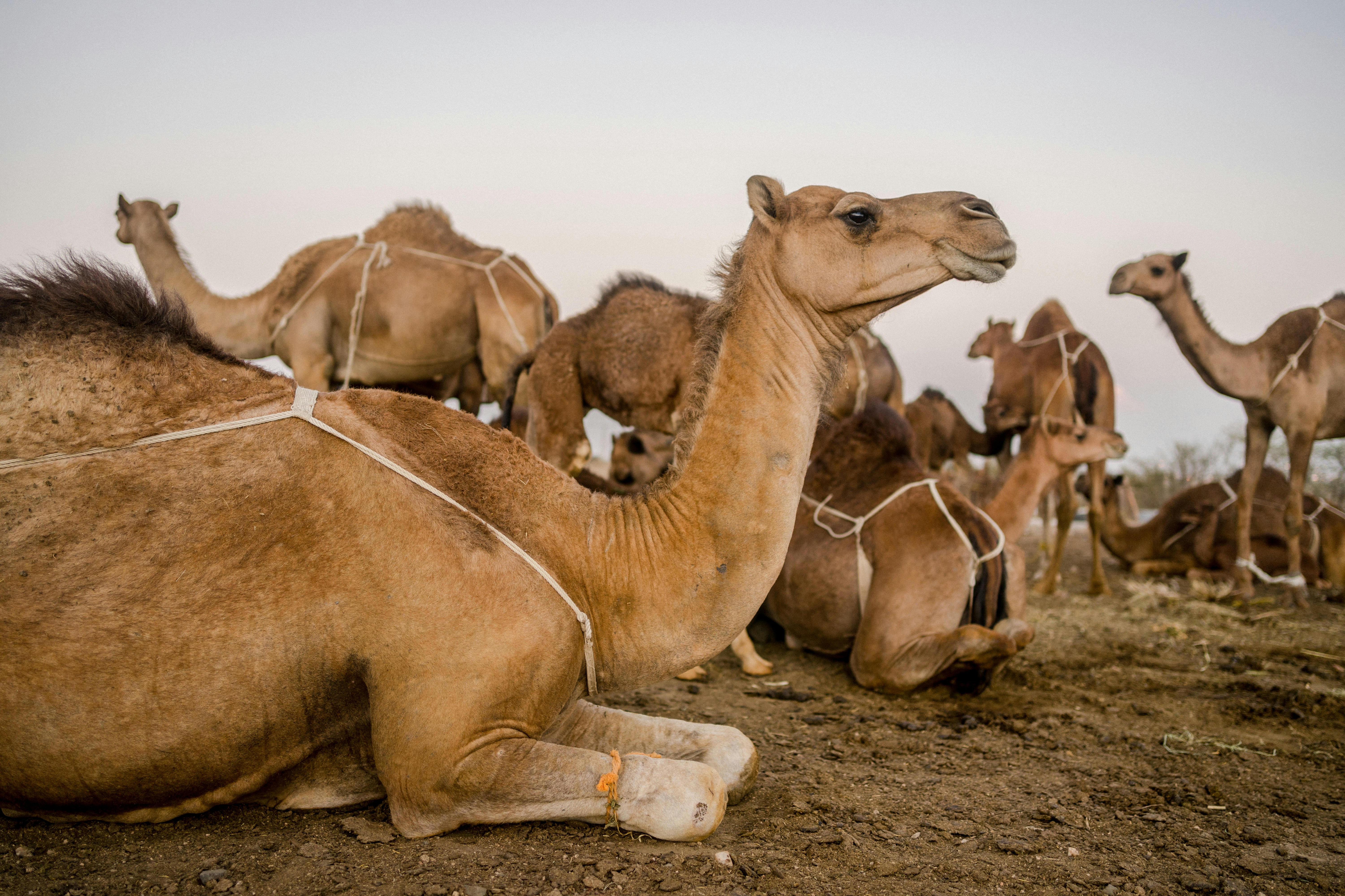MTM Umrah: Let's Go For Umrah (Colouring Book)
