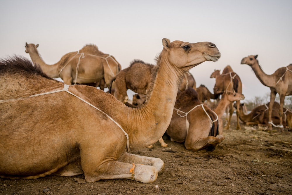 a group of camels sitting on the ground
