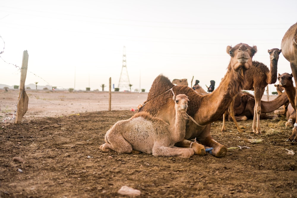 a group of camels sitting in a dirt field