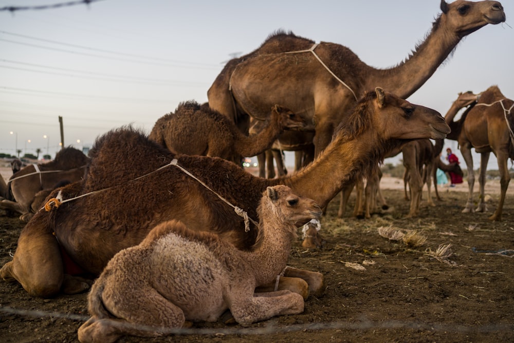 a group of camels that are sitting in the dirt