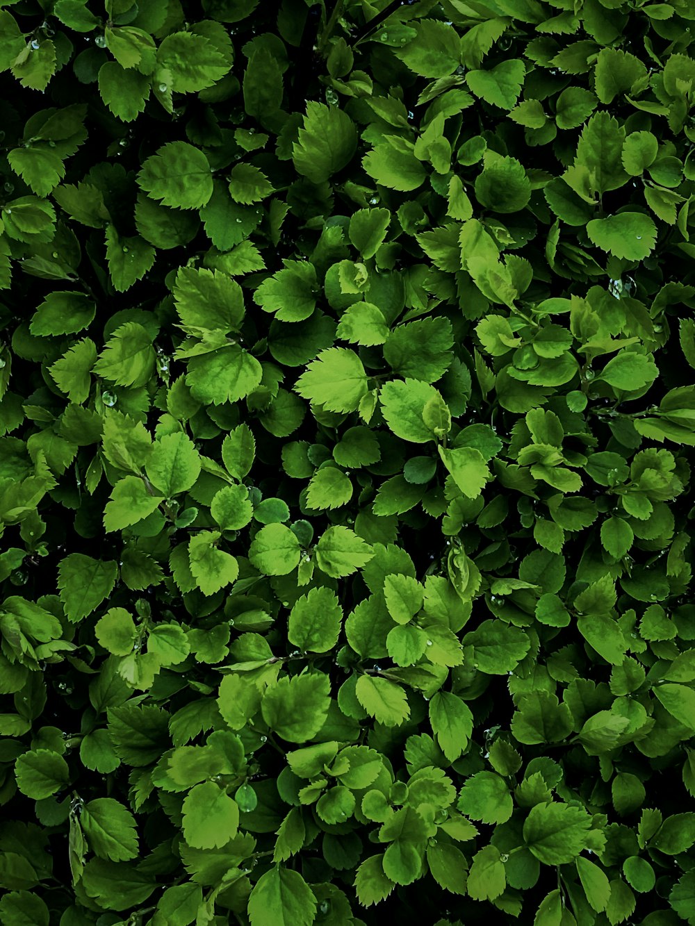 a close up of a plant with green leaves