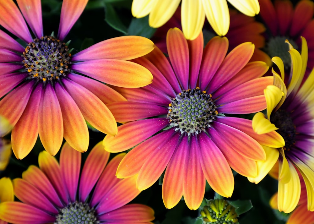 a close up of a bunch of colorful flowers