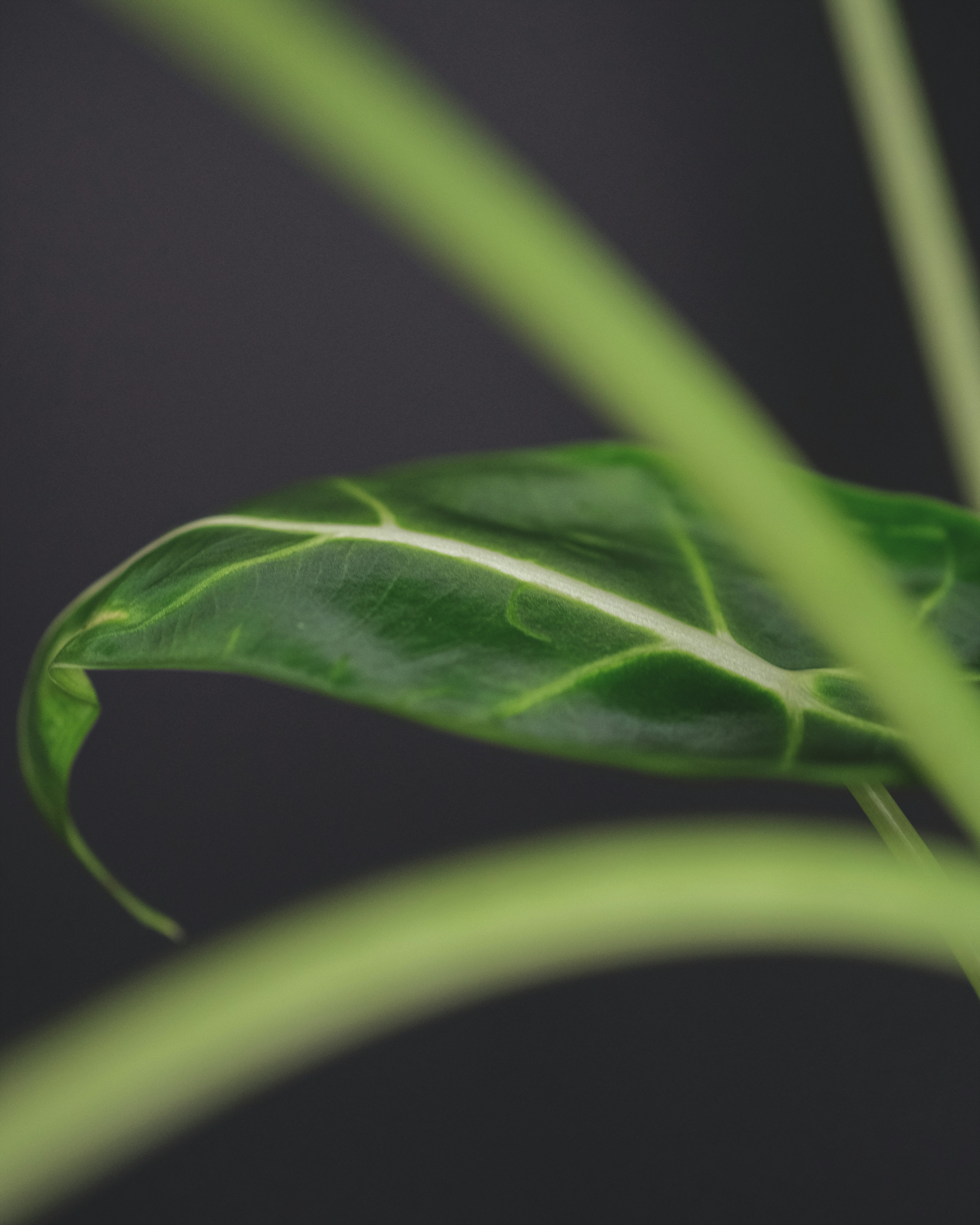 Photo by feeypflanzen