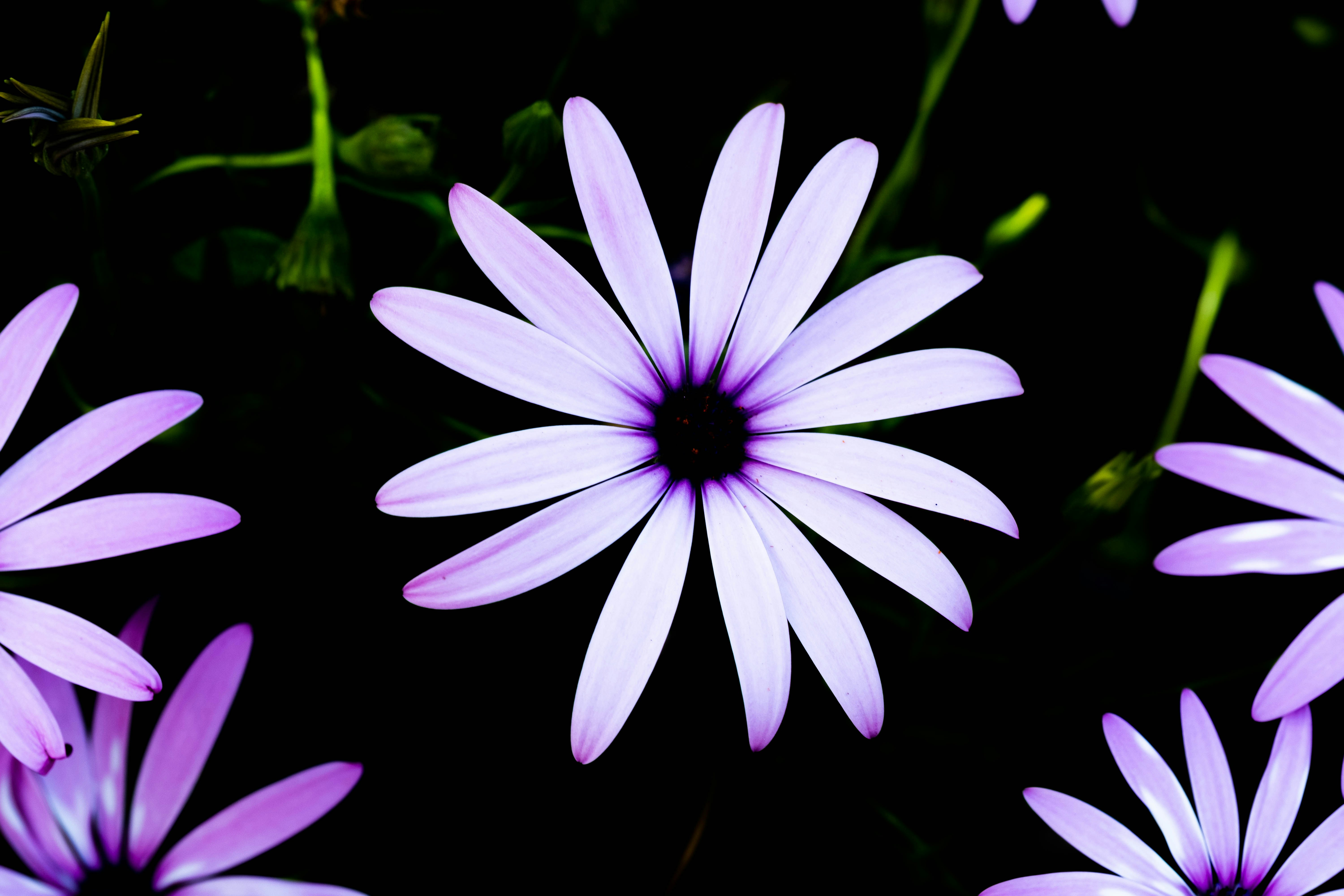a group of purple flowers with a black background