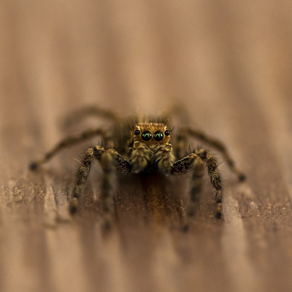 a close up of a spider on a wooden surface