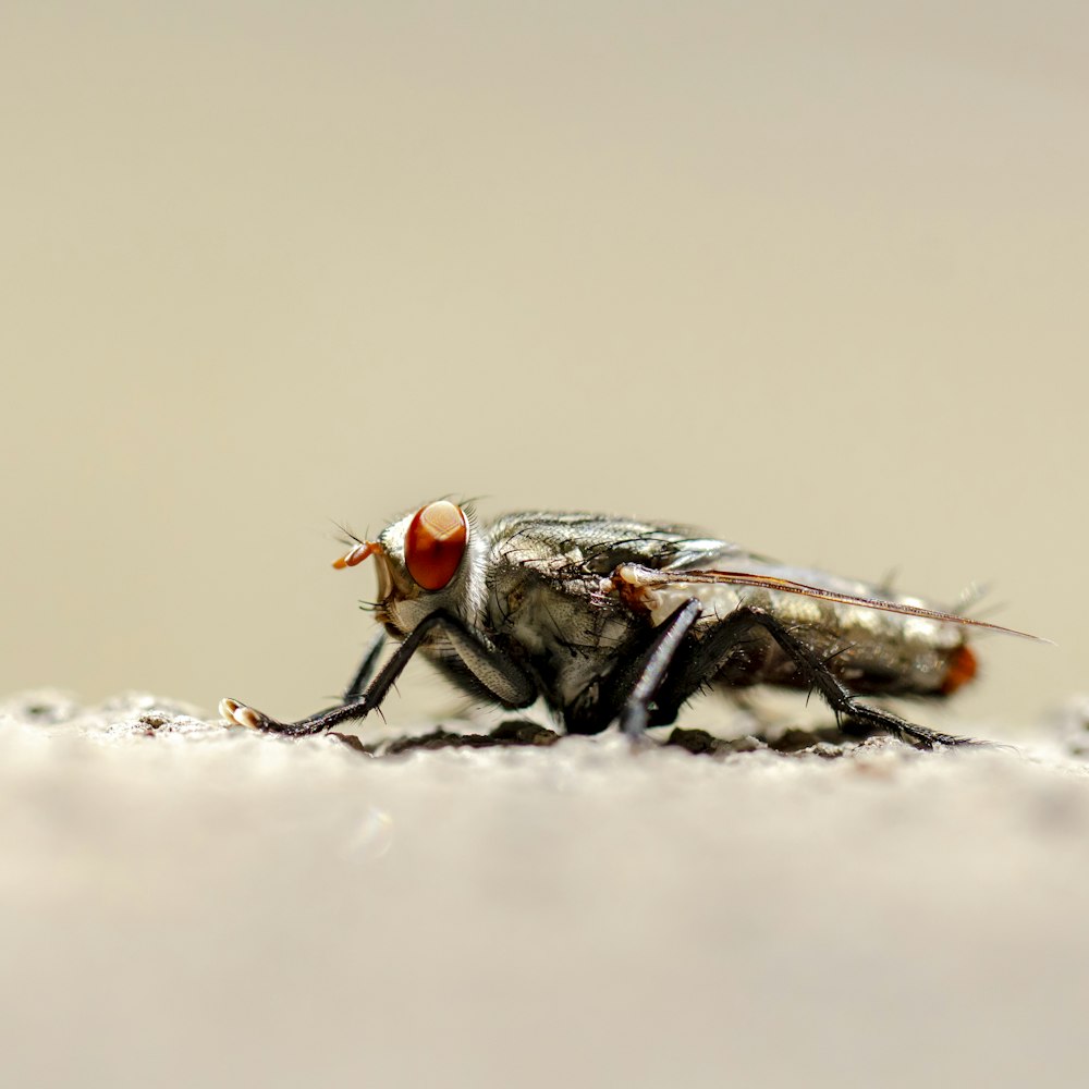 a close up of a fly on the ground