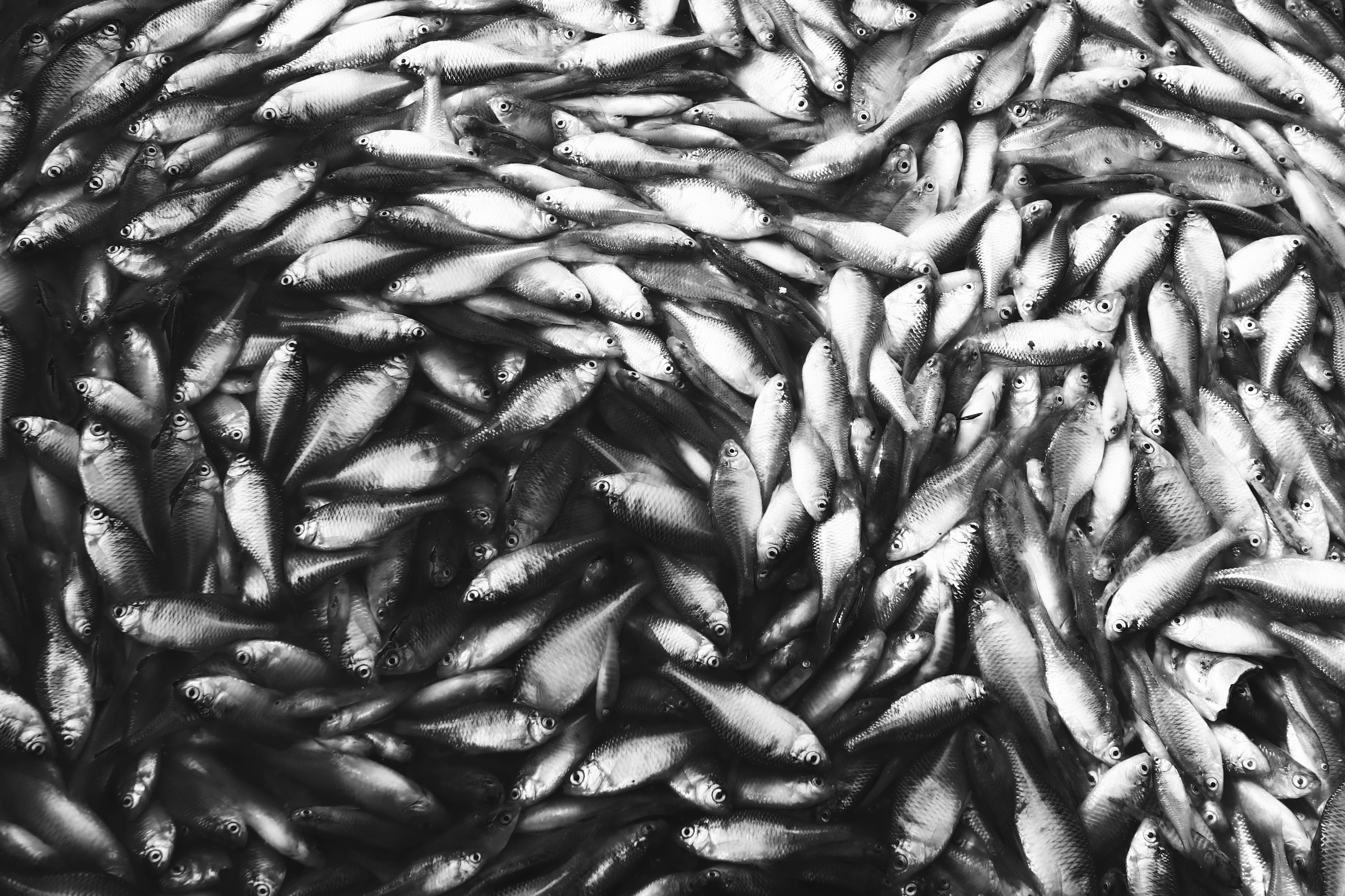 오메가3 선택 기준 EPA DHA