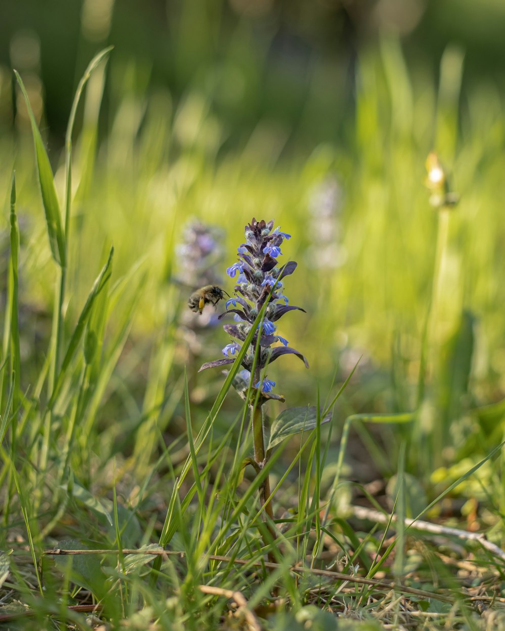 a small blue flower in a grassy field