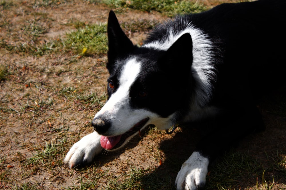 Un cane bianco e nero che giace in cima a un campo coperto di erba