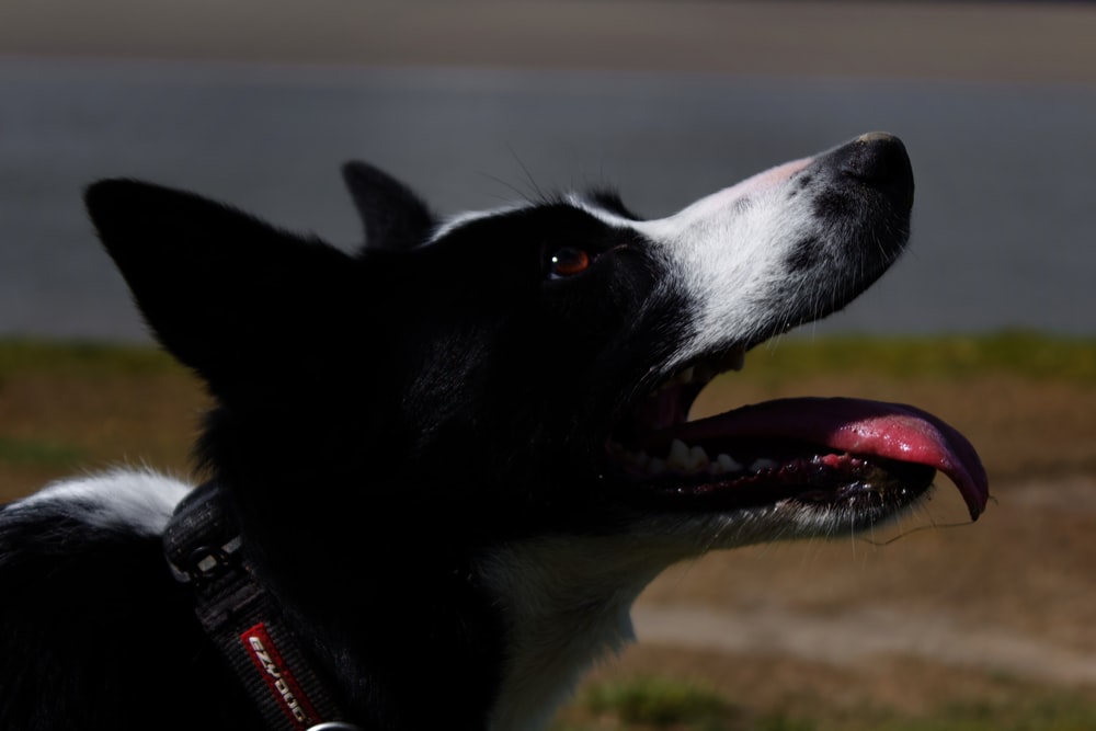 a black and white dog with its mouth open
