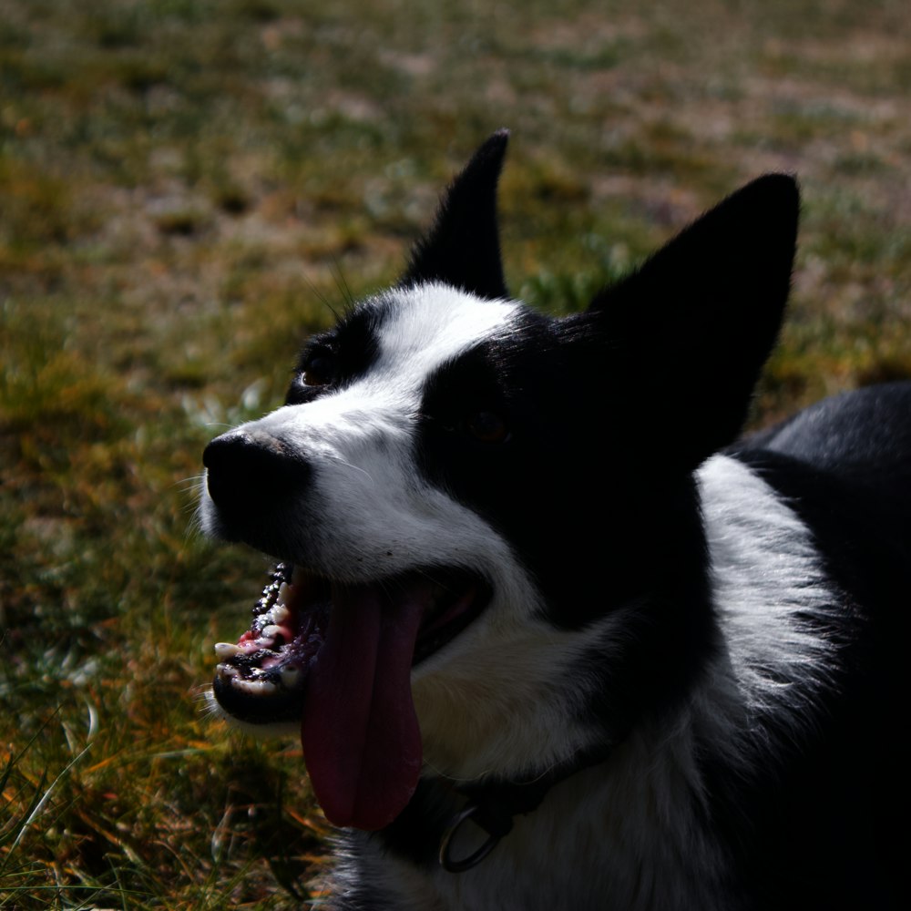 a black and white dog laying on top of a grass covered field
