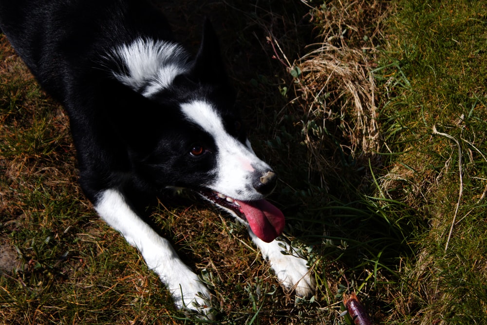 a black and white dog standing on top of a grass covered field