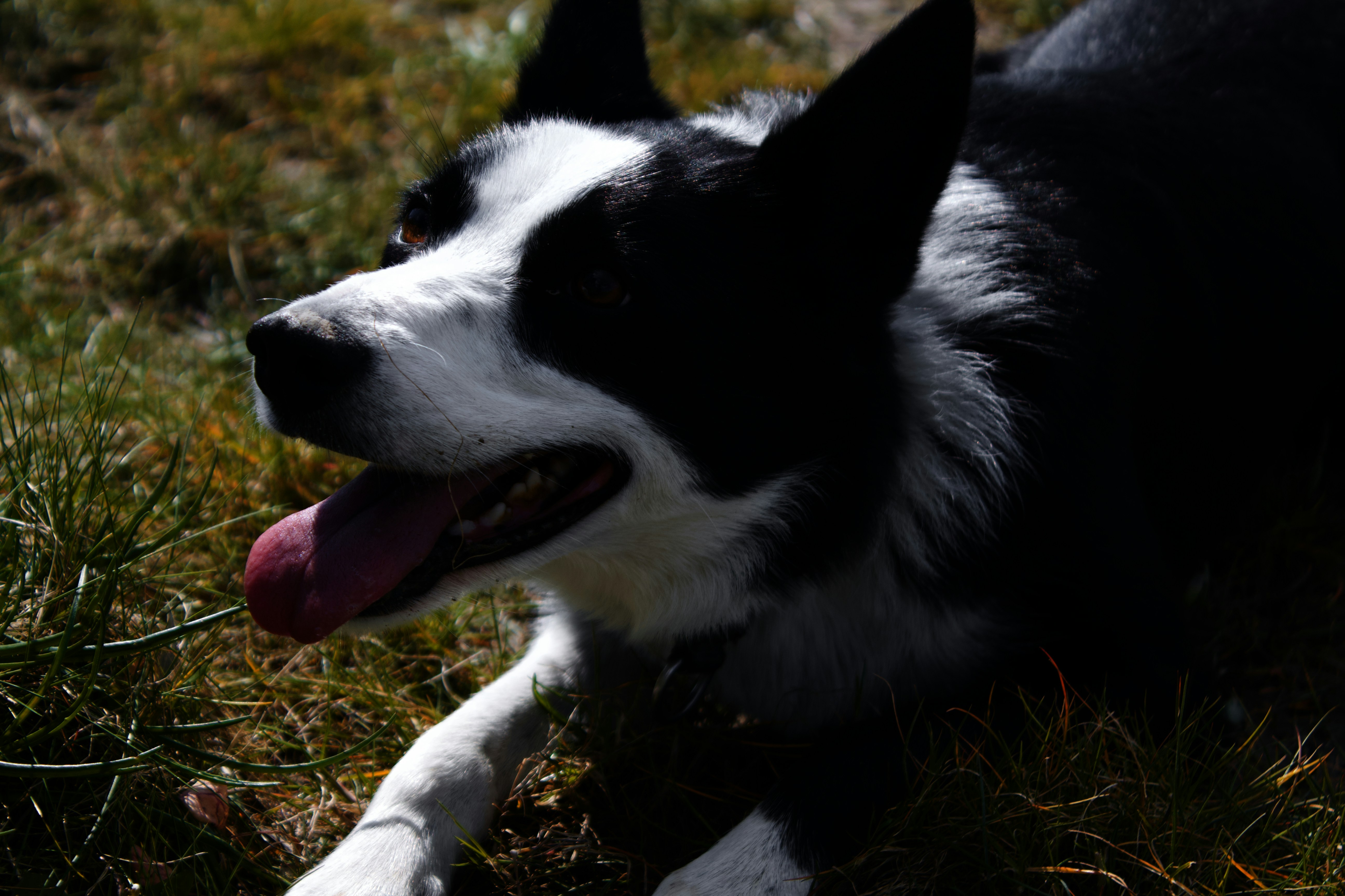Overjoyed dog about to receive an all-natural lamb treat