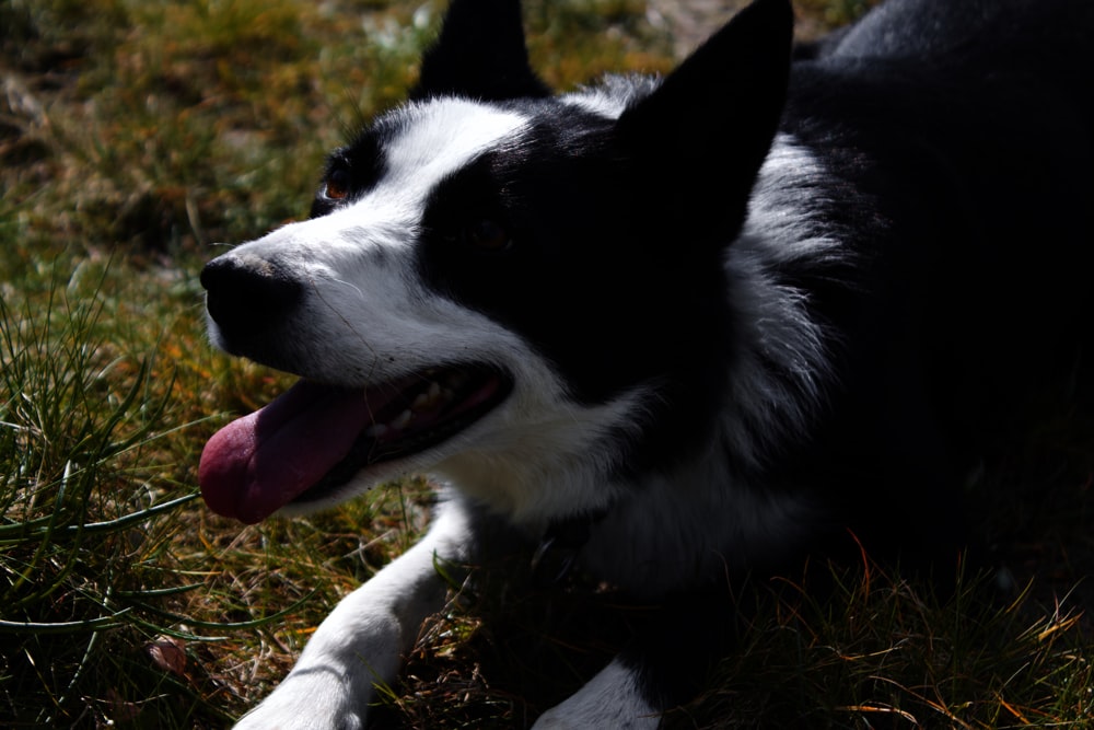 a black and white dog laying in the grass