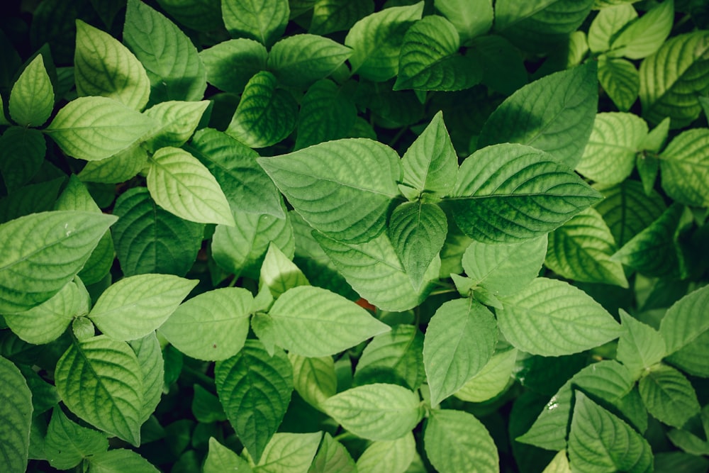 a close up of green leaves on a plant