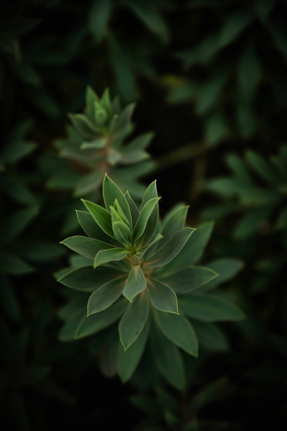 a close up of a green plant with leaves