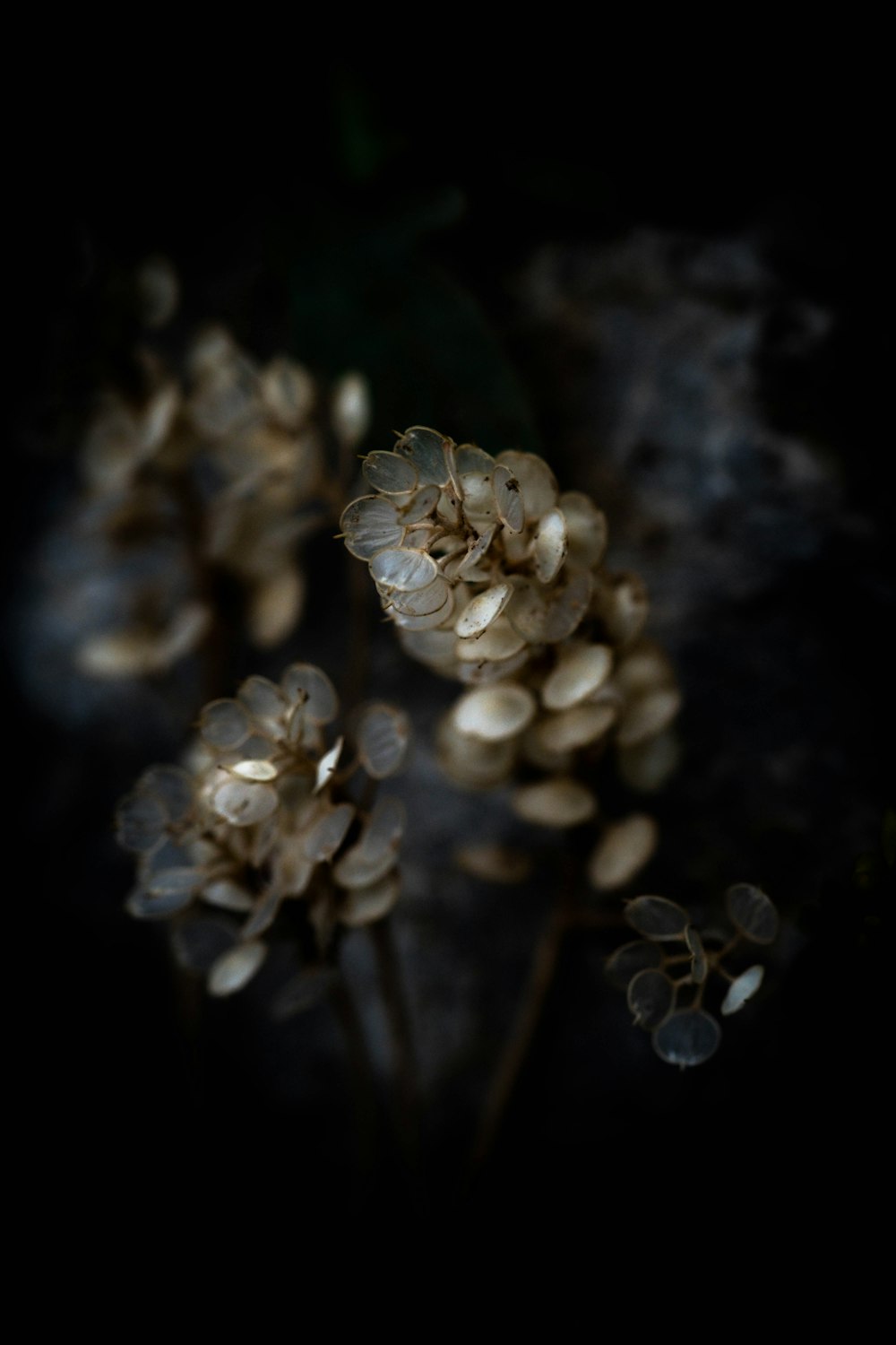 a close up of a bunch of flowers on a black background