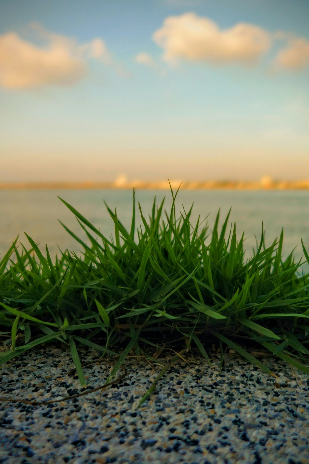a close up of some grass by the water