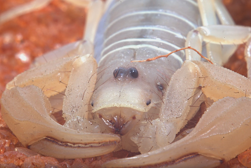 a close up of a bug on the ground