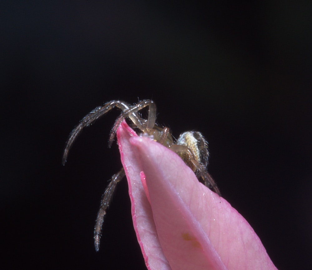 uma aranha sentada em cima de uma flor rosa