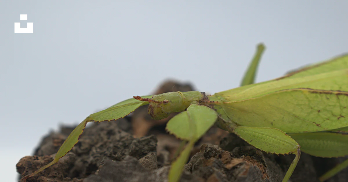 Rock Insects A close up of a green insect on a rock photo – Free Insect Image on ...