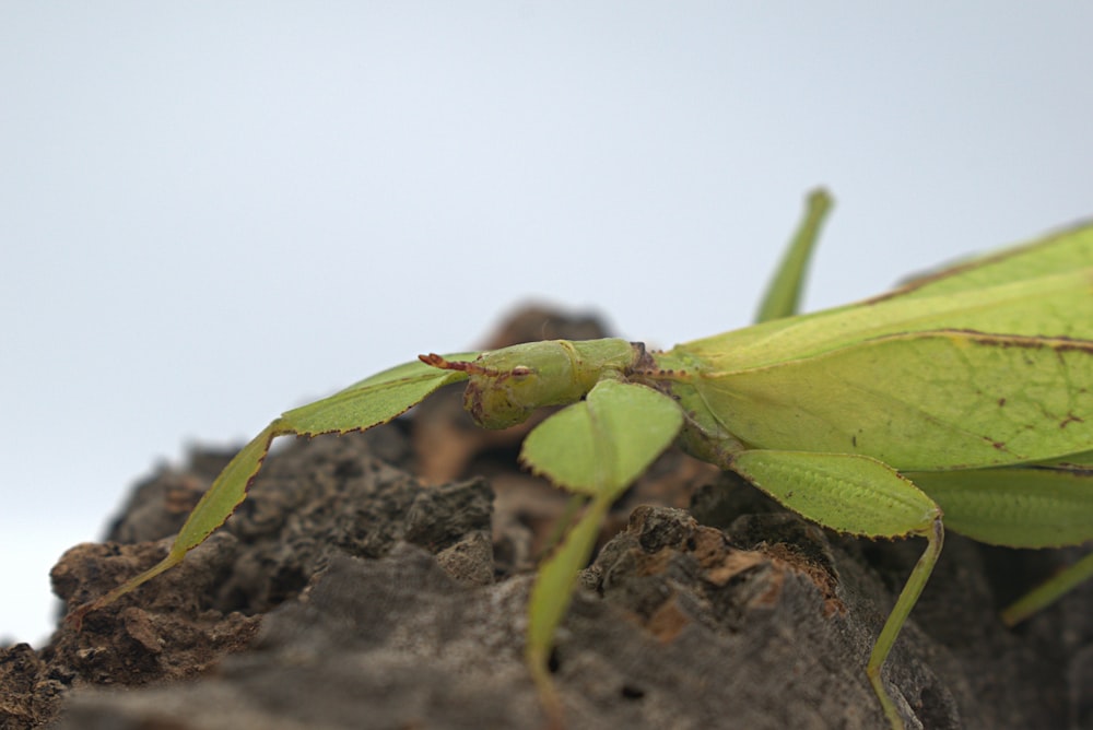 a close up of a green insect on a rock