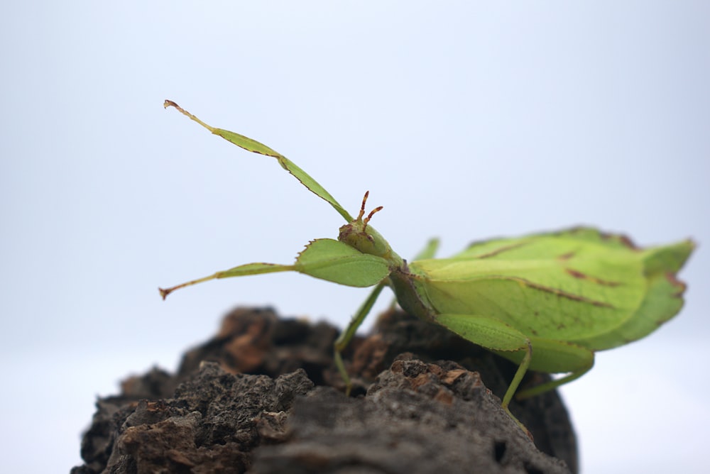 a green insect sitting on top of a tree stump