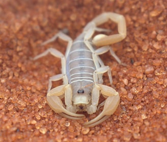 a close up of a scorpion on the ground