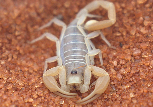 a close up of a scorpion on the ground