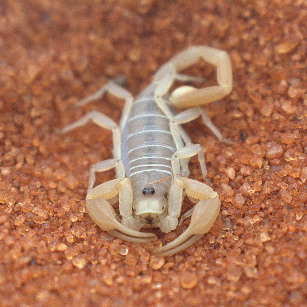 a close up of a scorpion on the ground