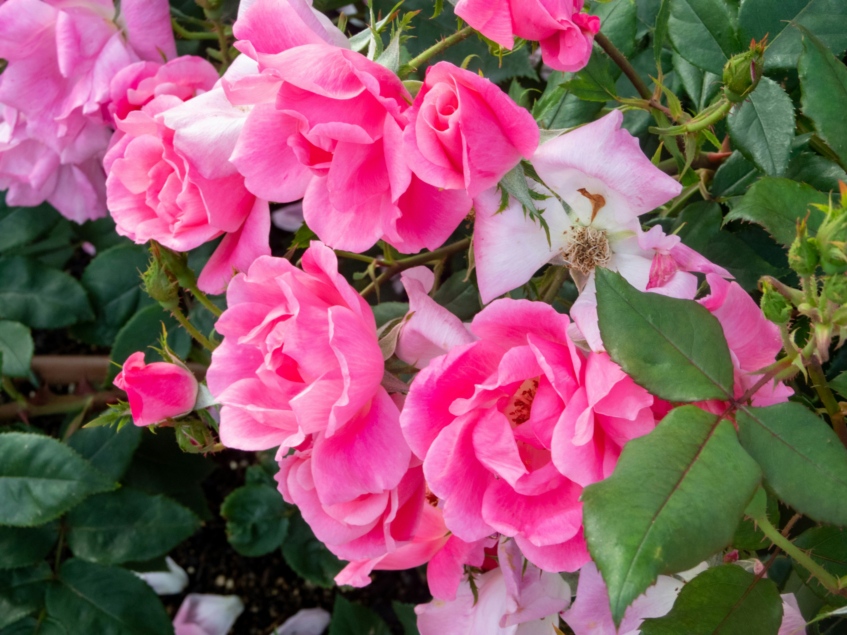 Photo by heppoko_yama