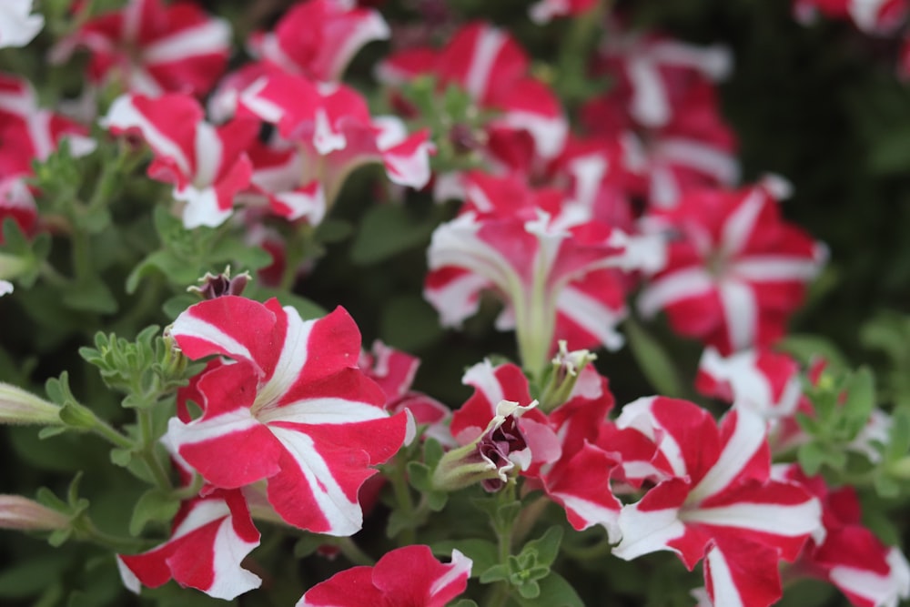 a bunch of red and white flowers in a garden
