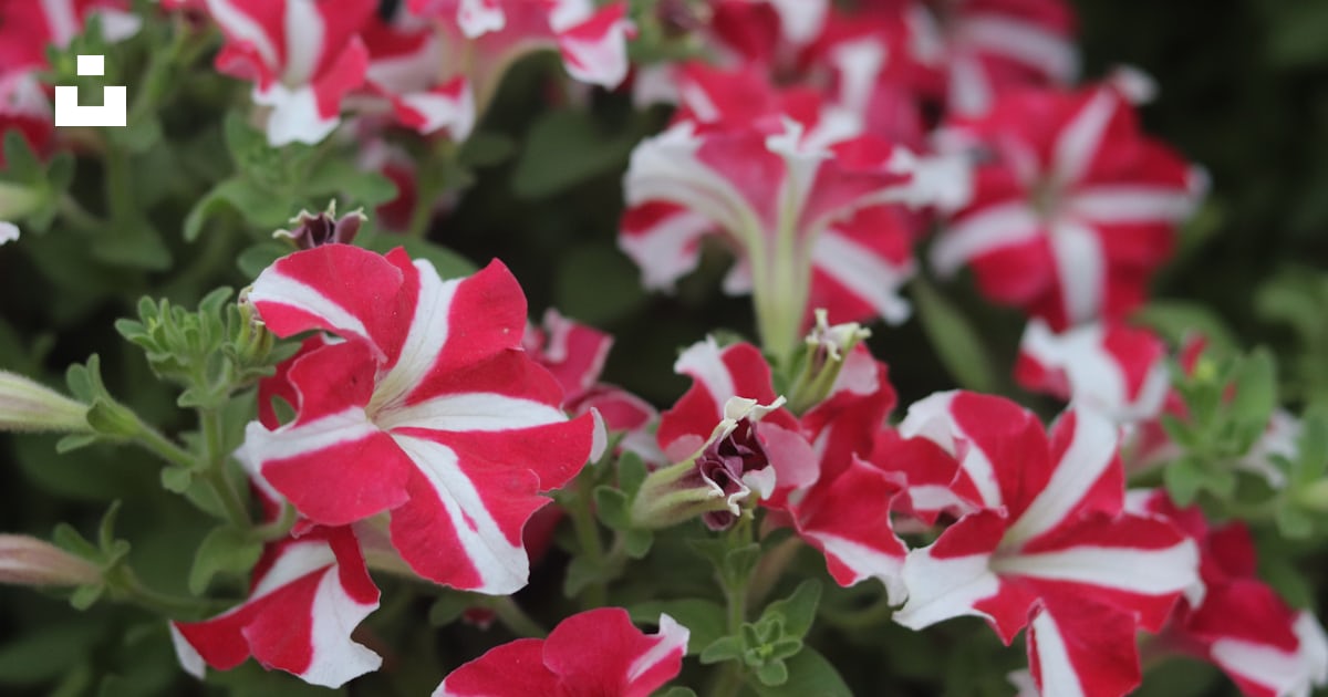 Un bouquet de fleurs rouges et blanches dans un jardin photo – Photo ...