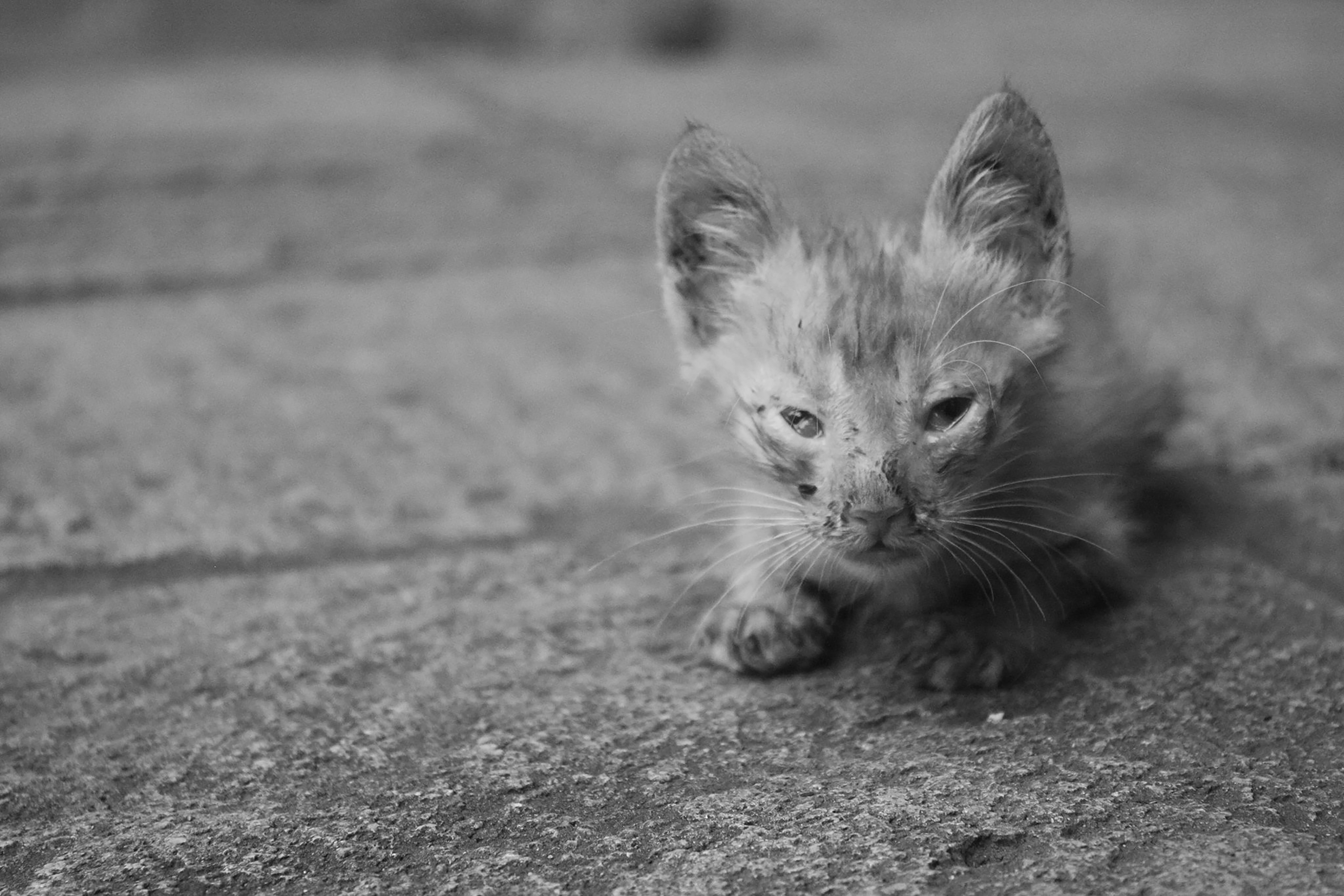 a black and white photo of a small kitten