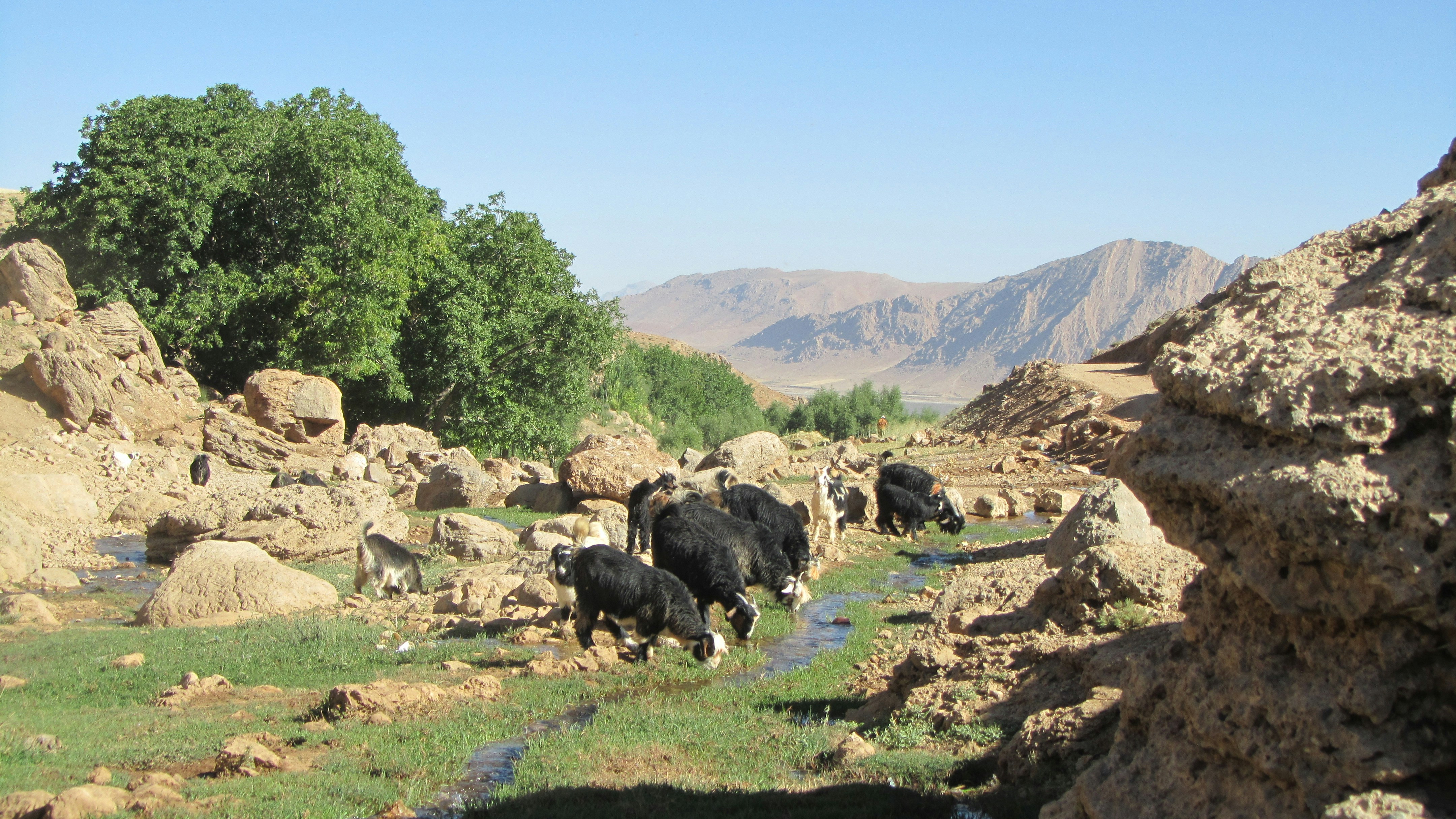a herd of cattle walking across a lush green field