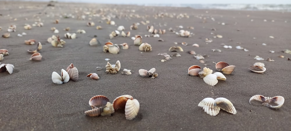 a bunch of seashells that are on the sand