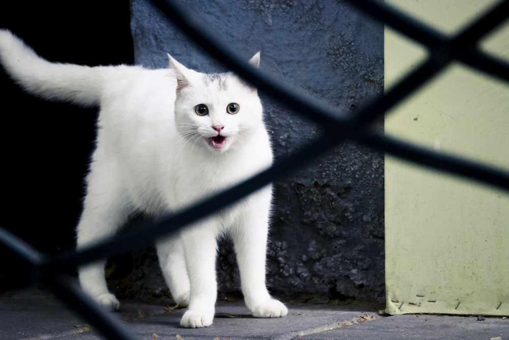 a white cat standing behind a fence looking at the camera