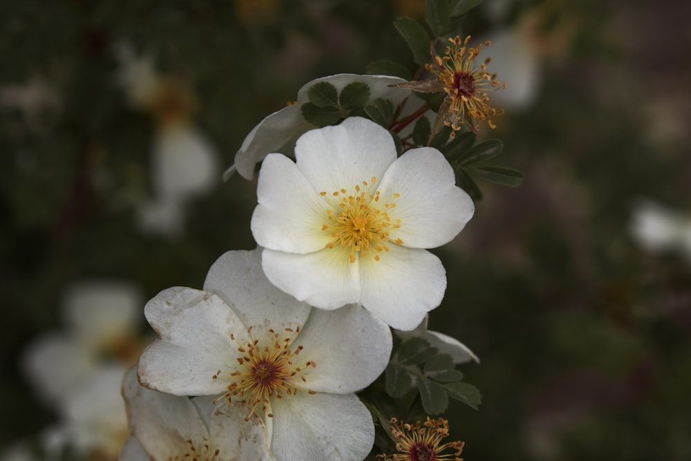 a close up of two white flowers on a plant