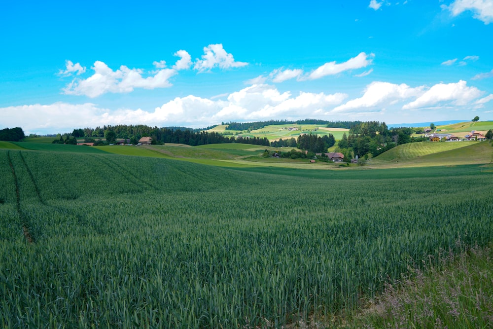 a large field of green grass with houses in the distance