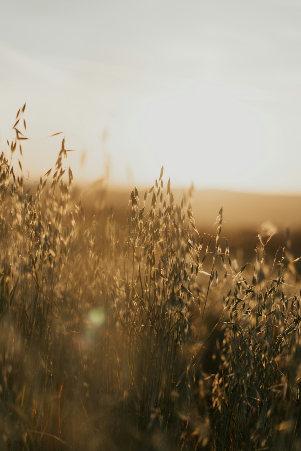 a field of grass with the sun in the background