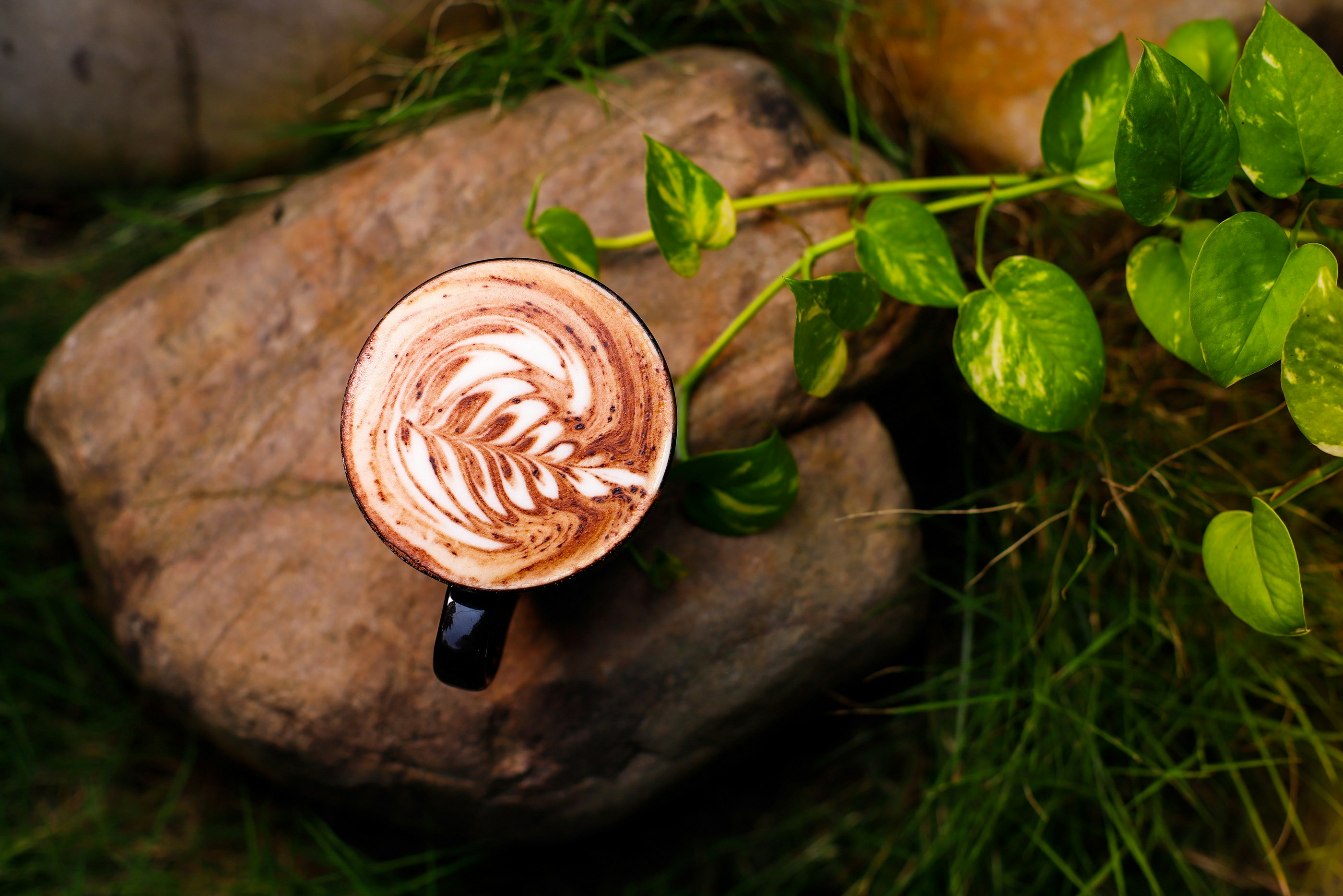 岩の上に座っているカプチーノ