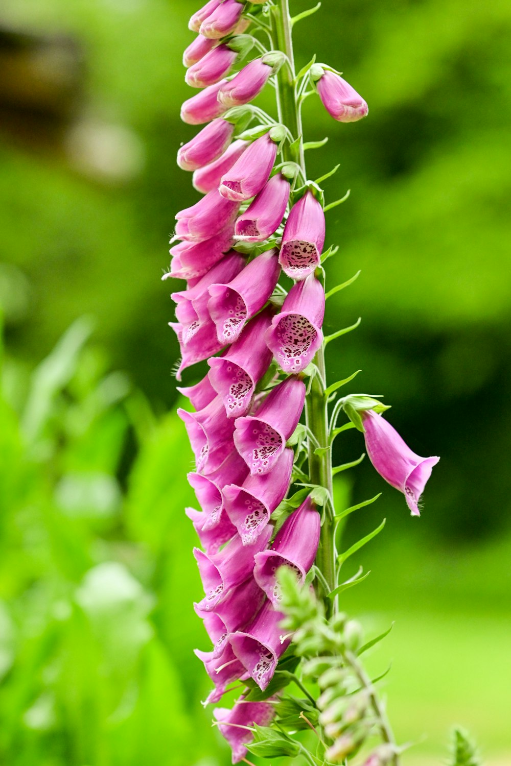 a pink flower on a plant