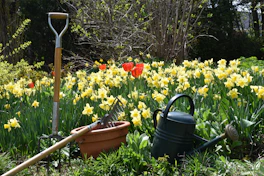 a garden filled with lots of yellow flowers
