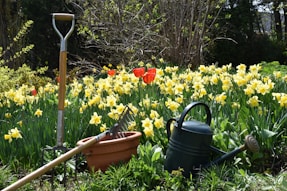 a garden filled with lots of yellow flowers