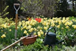 a garden filled with lots of yellow flowers